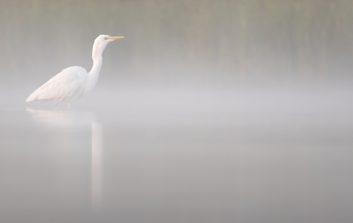 Great Egret (Ardea alba) known by it's large size & yellow beak, Nosara  Beach & river mouth. Nosara, Nicoya Peninsula, Guanacaste Province, Costa  Rica Stock Photo - Alamy