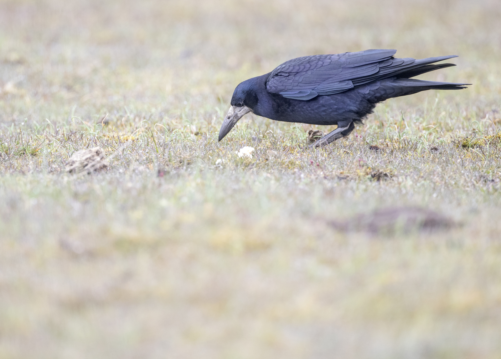 Rook (Corvus frugilegus) Dimensions & Drawings