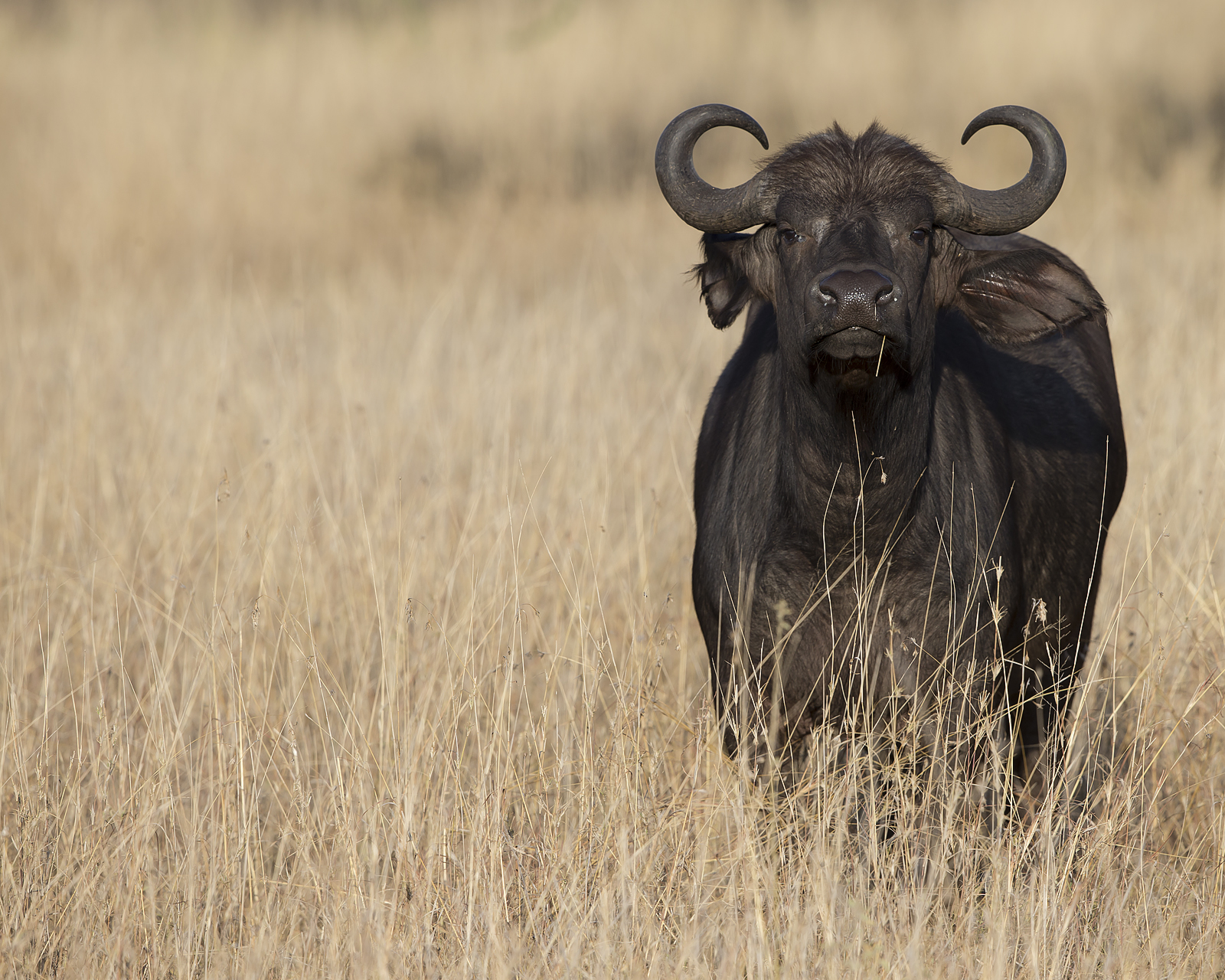 Африканский буйвол Syncerus caffer