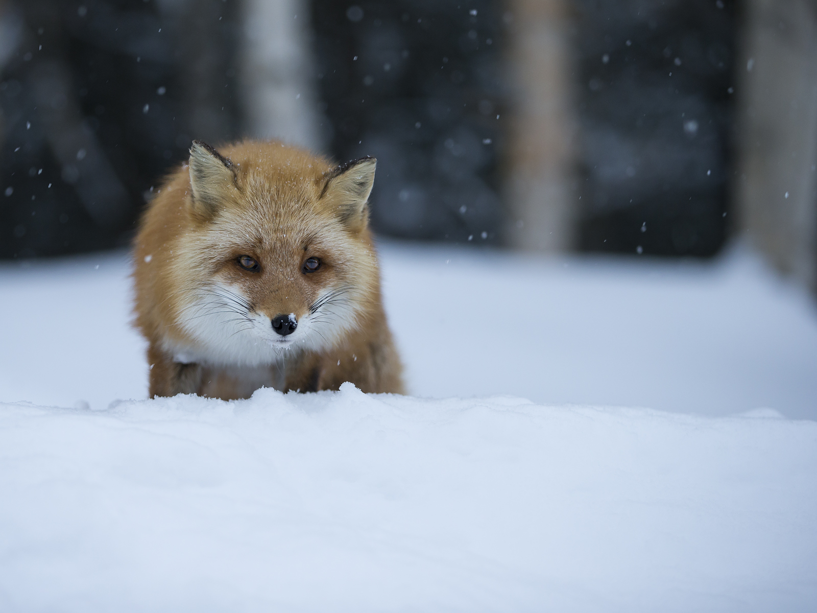 Japansk Rödräv - Vulpes vulpes schrencki, Hokkaido - 2016