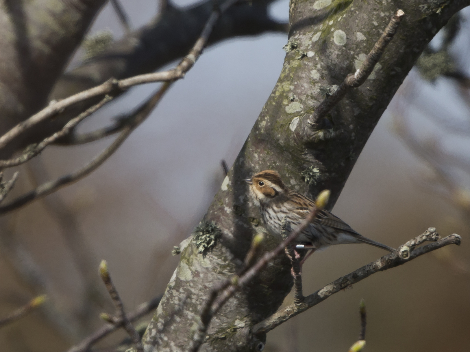 Dvärgsparv, Emberiza pusilla, Little bunting