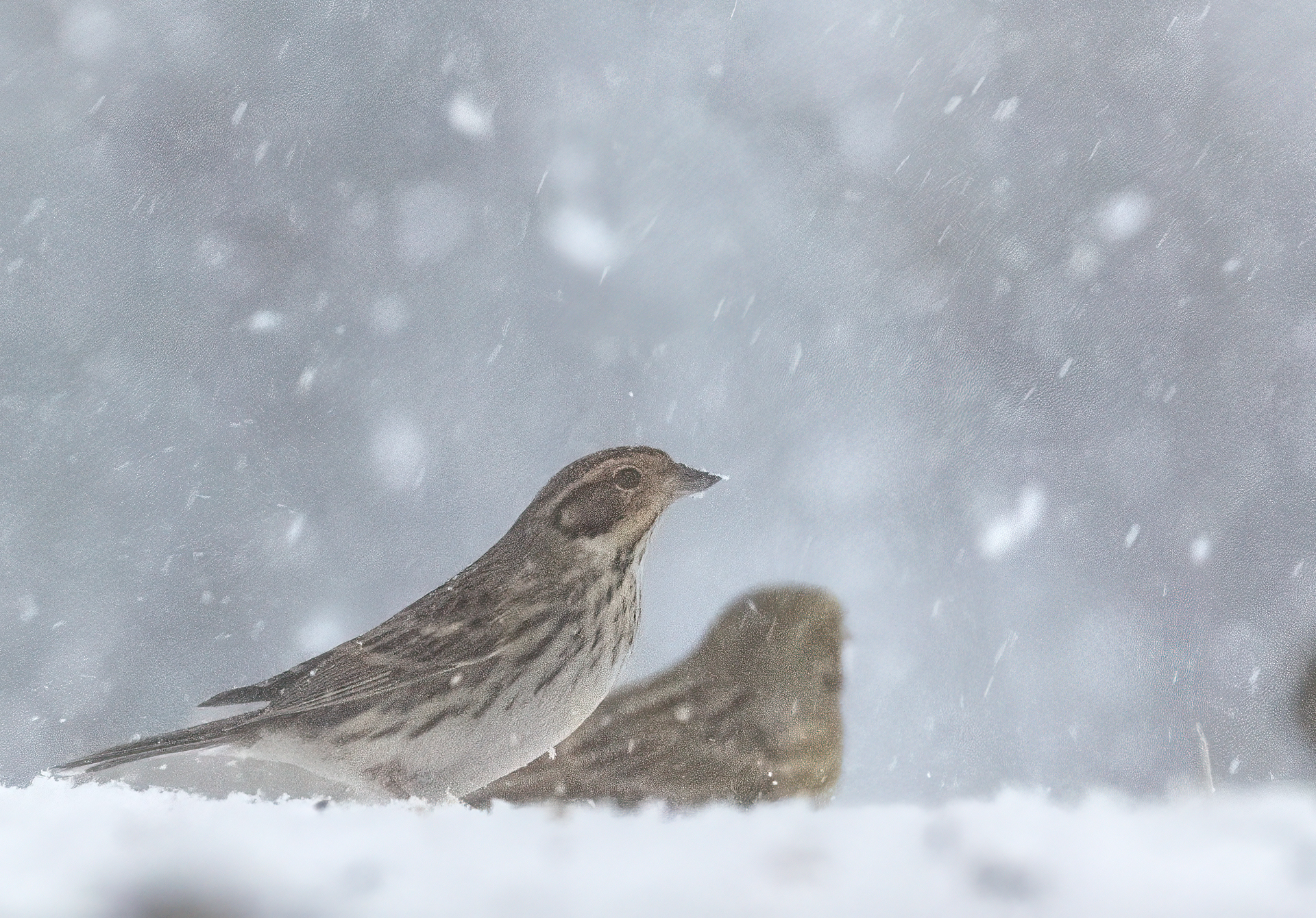 Dvärgsparv, Emberiza pusilla, Little bunting