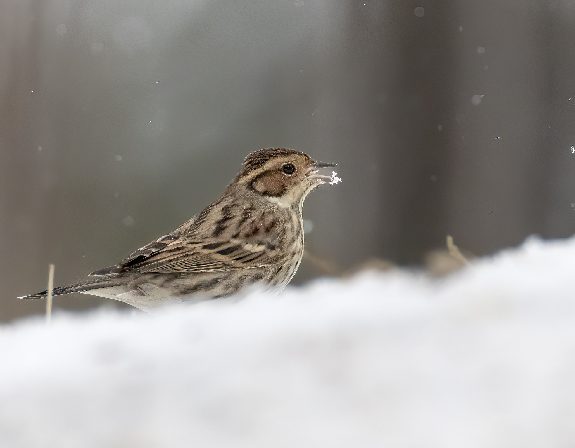 Dvärgsparv, Emberiza pusilla, Little bunting