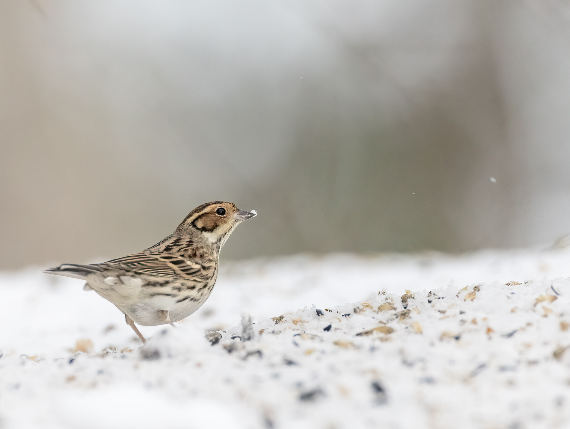 Dvärgsparv, Emberiza pusilla, Little bunting