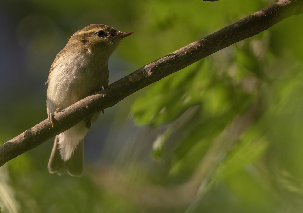 Qizlarga josuslik qilishdi