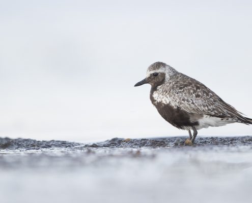 Kustpipare, Grey plover, Pluvialis squatarola,