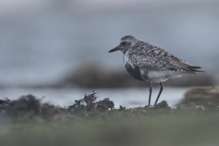 Kustpipare, Grey plover, Pluvialis squatarola,