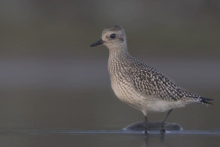 Kustpipare, Grey plover, Pluvialis squatarola,