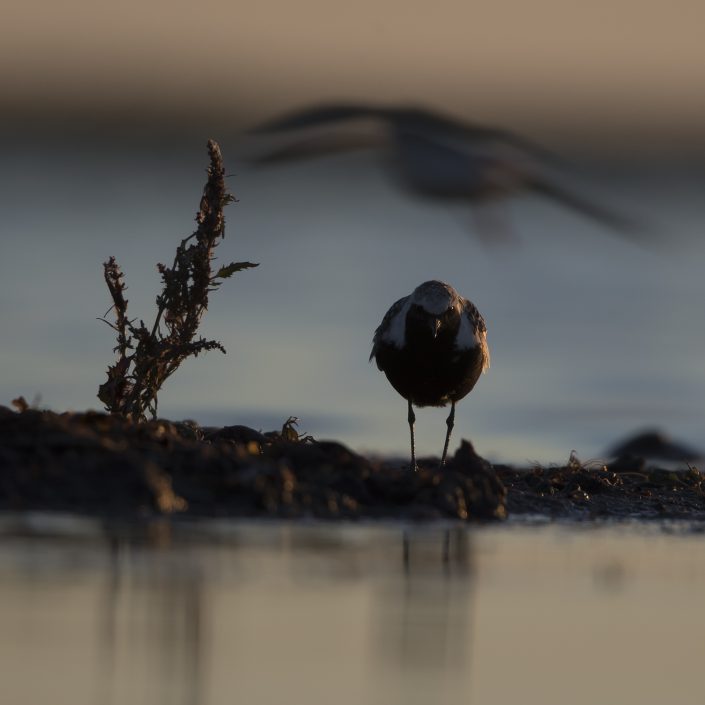 Kustpipare, Grey plover, Pluvialis squatarola,