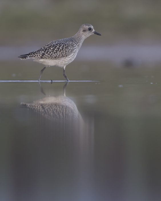 Kustpipare, Grey plover, Pluvialis squatarola,