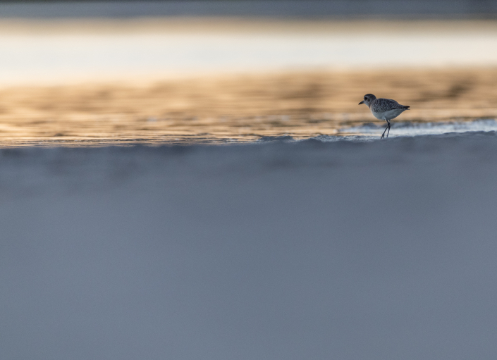 Kustpipare, Grey plover, Pluvialis squatarola, Florida