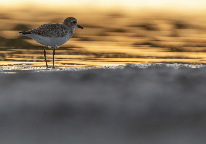 Kustpipare, Grey plover, Pluvialis squatarola, Florida