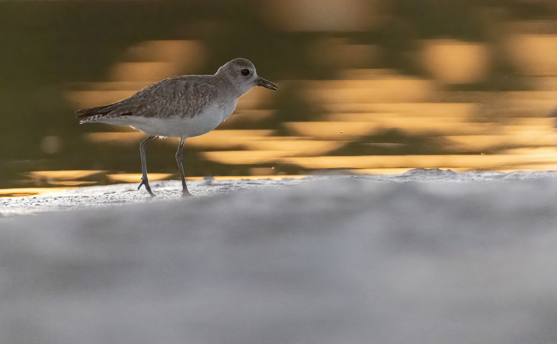 Kustpipare, Grey plover, Pluvialis squatarola, Florida