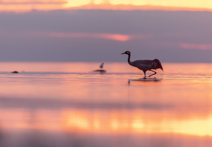 Trana, Gotland