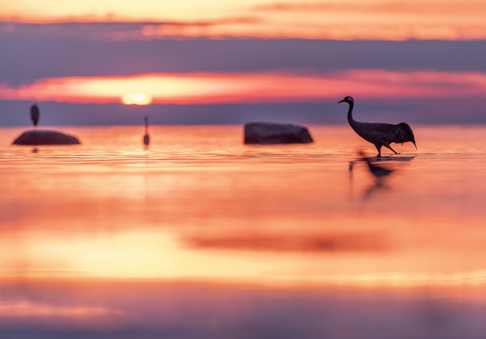 Trana, Gotland