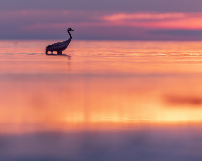 Trana, Gotland