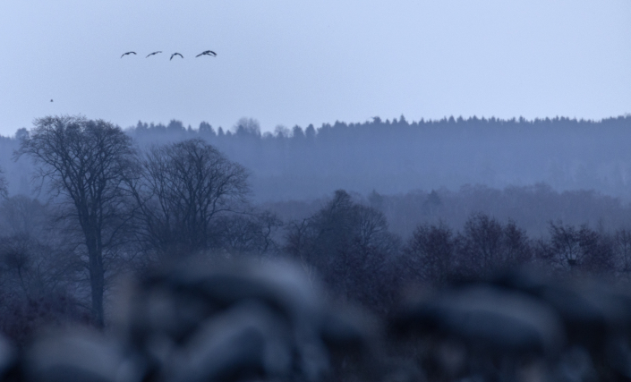 Trana Hornborgasjön Trandansen