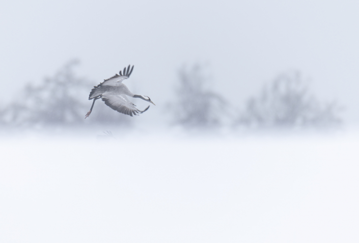 Trana Hornborgasjön Trandansen