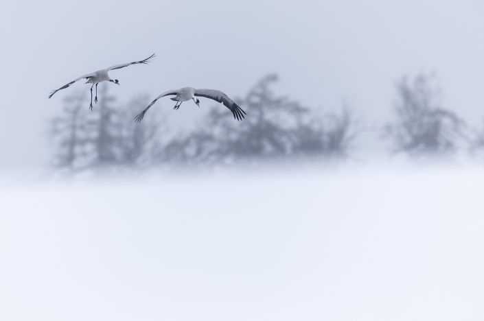 Trana Hornborgasjön Trandansen