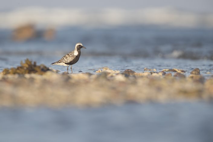 Kustpipare, Grey plover, Pluvialis squatarola,