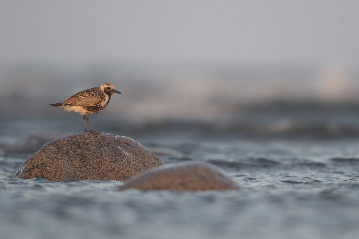 Kustpipare, Grey plover, Pluvialis squatarola,