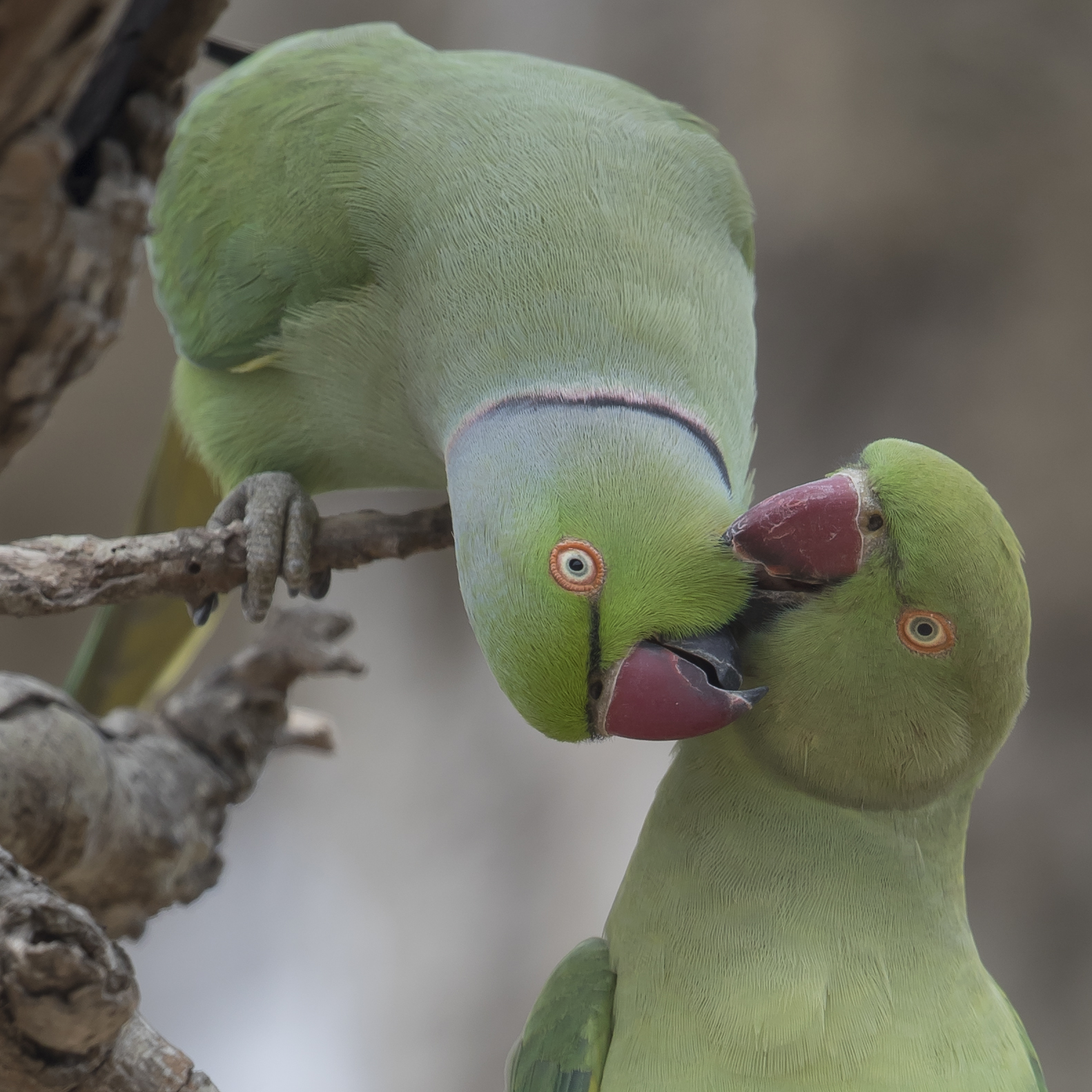 1600roseringed-parakeet1