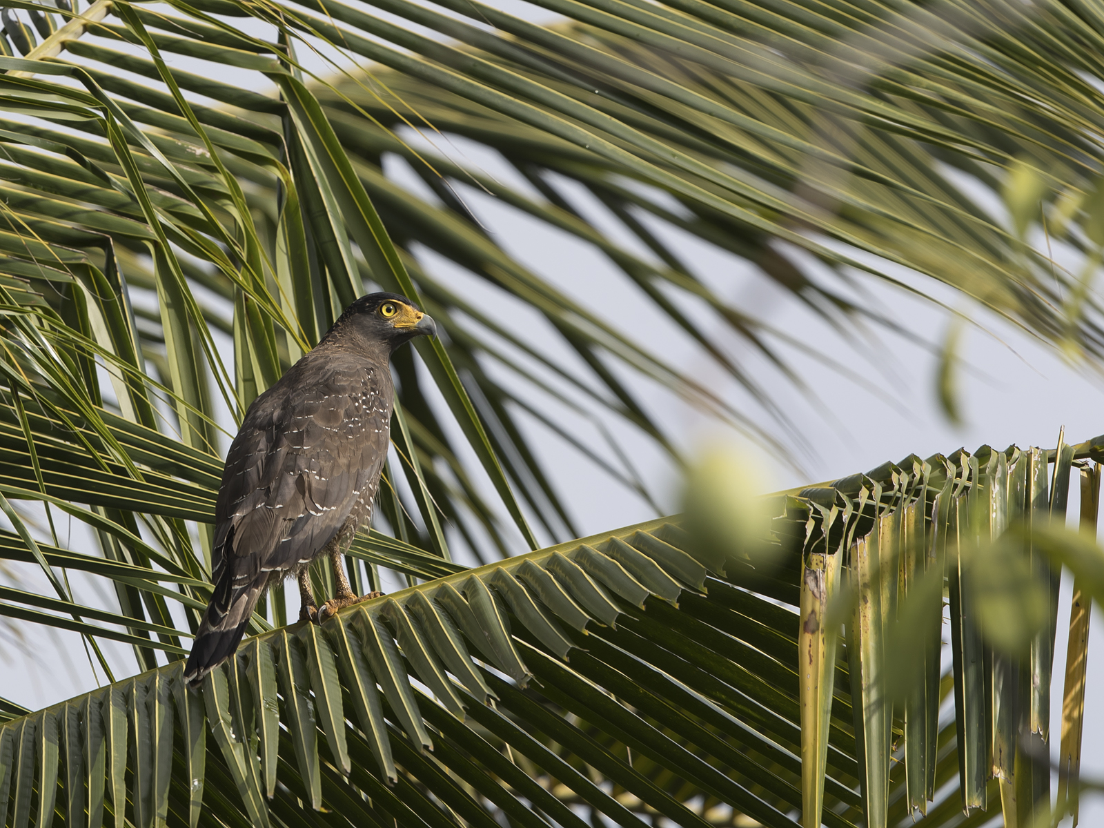 1600crested-serpent-eagle1