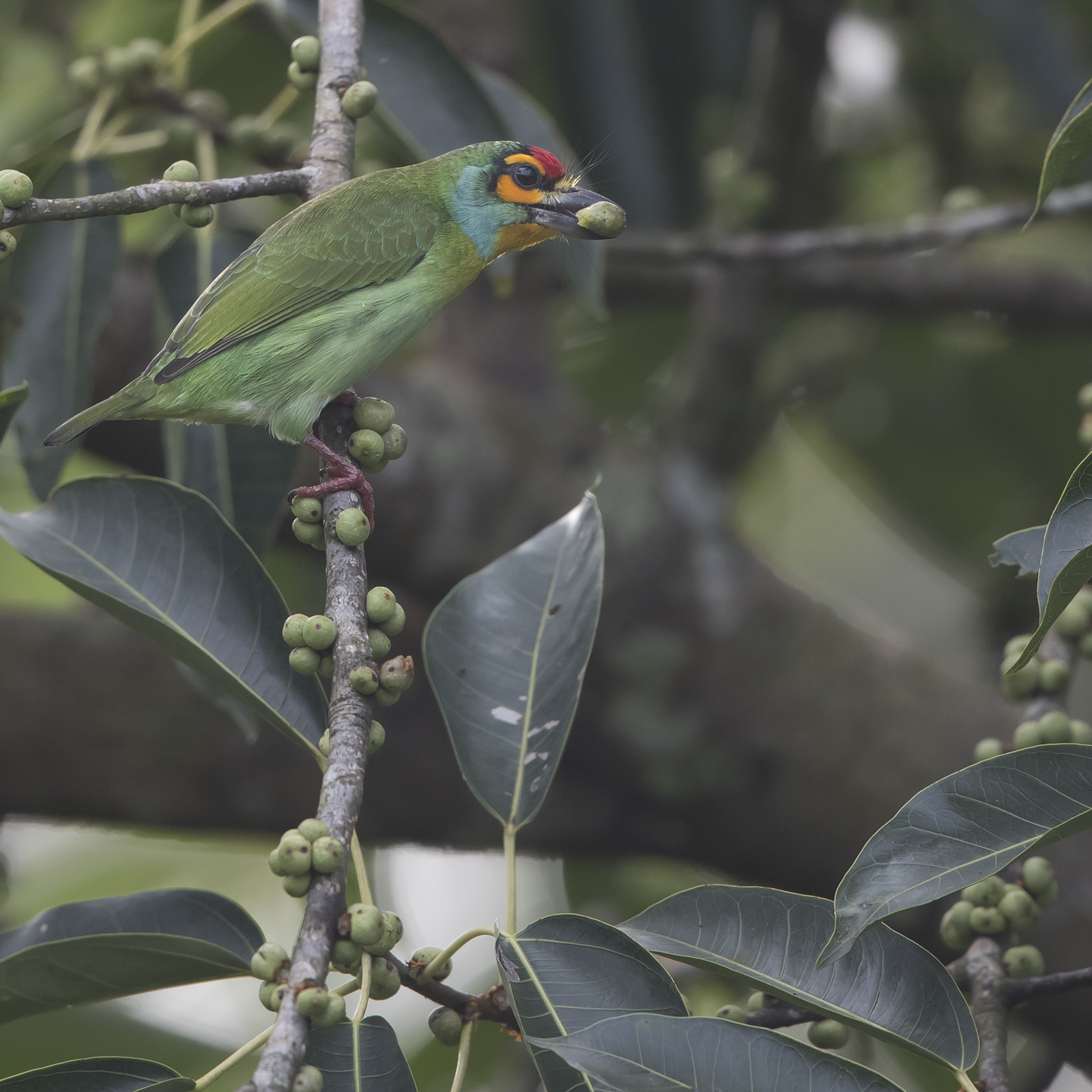 1600crimsonfronted-barbet1