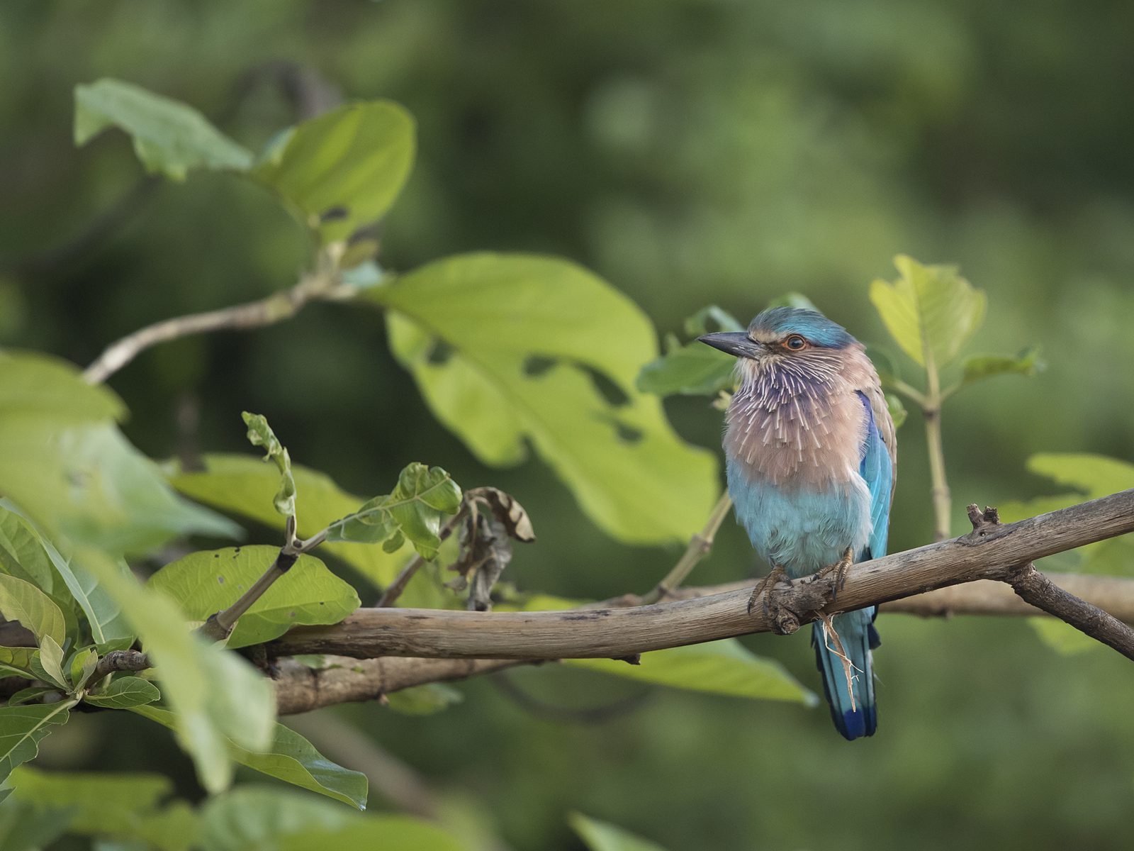 1600indian-roller1