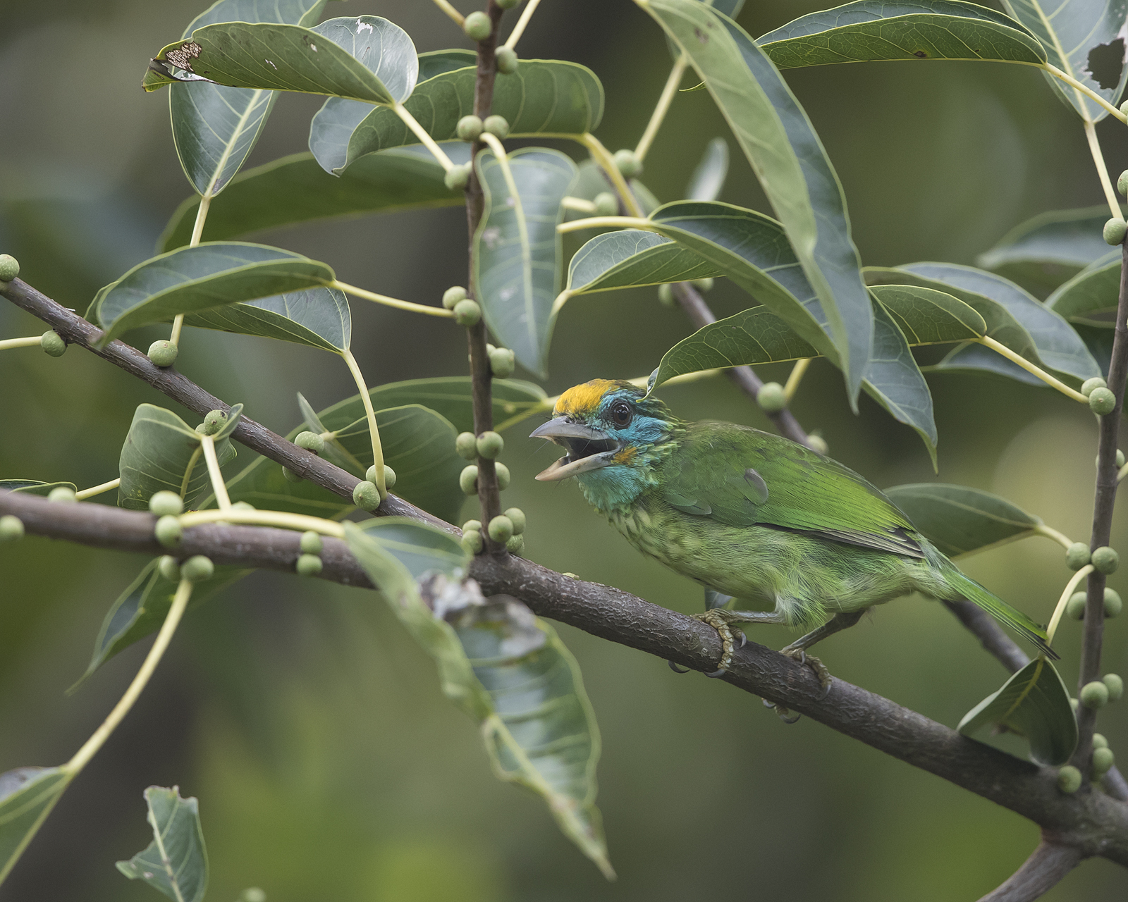 1600yellowfronted-barbet1