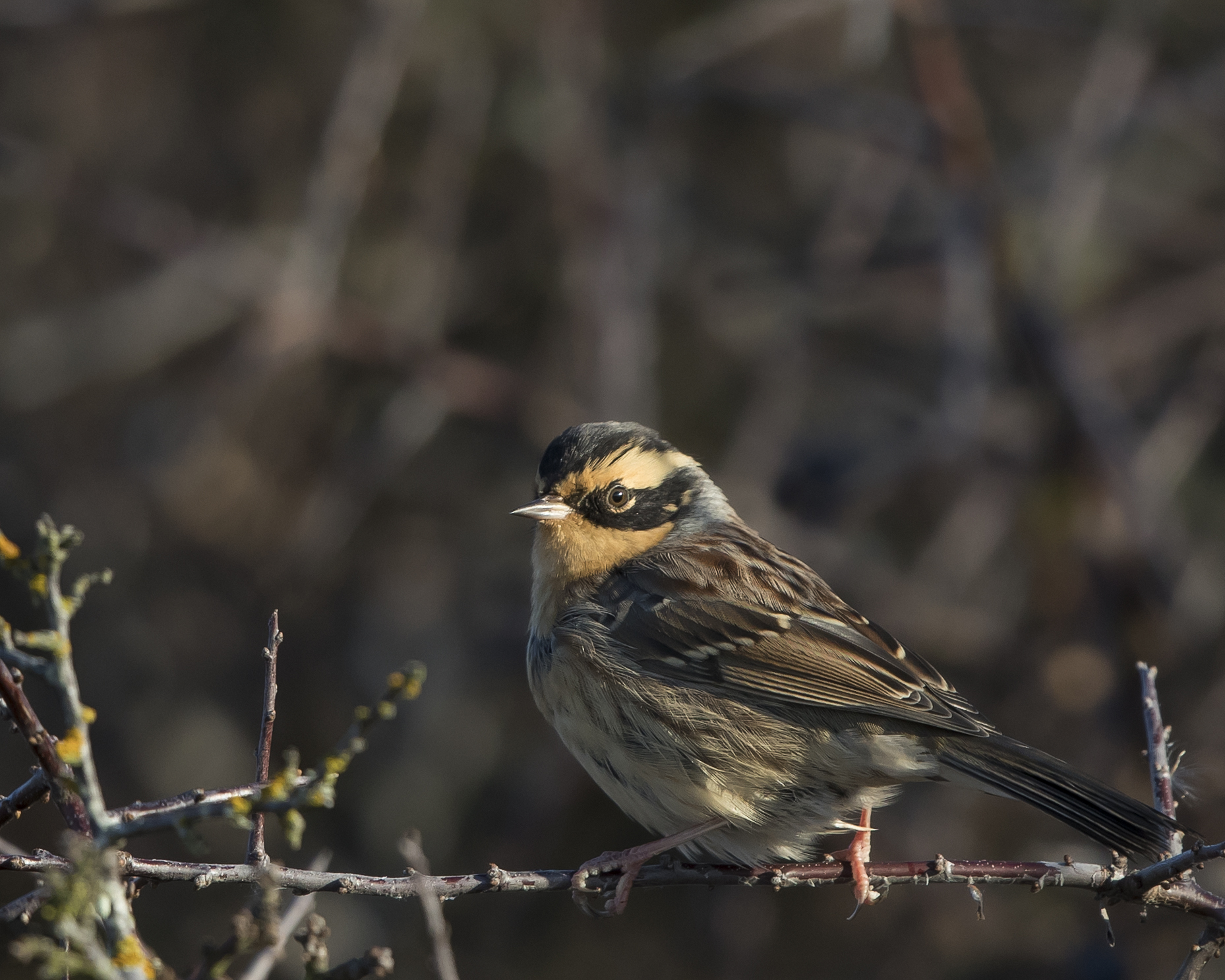 Sibirisk Järnsparv, Gotland - november 2016