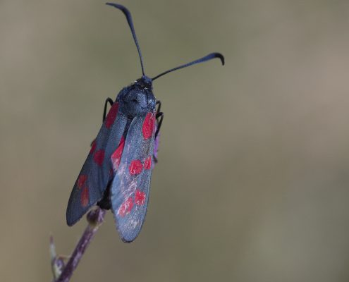 Sexfläckig batardsvärmare