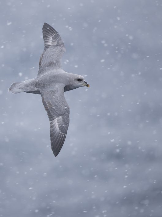 Stormfågel