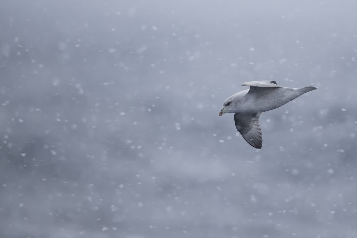 Stormfågel