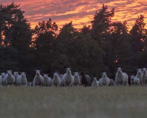 Gotlandslamm