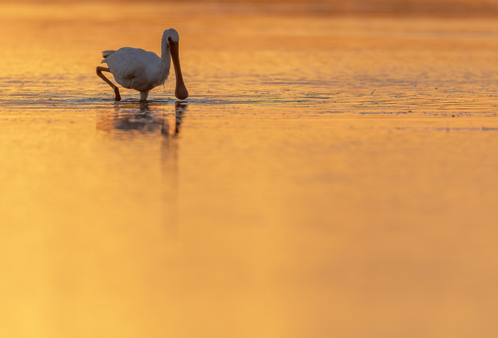 Skedstork, Spanien