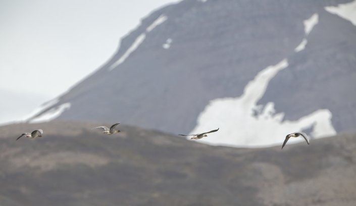 Spetsbergsgås