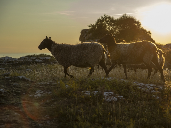 stora karlsö