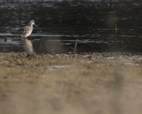 Större beckasinsnäppa