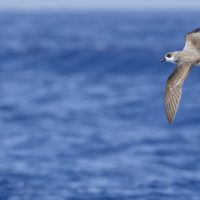 Fea's petrel