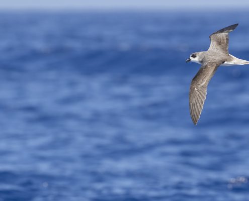 Fea's petrel