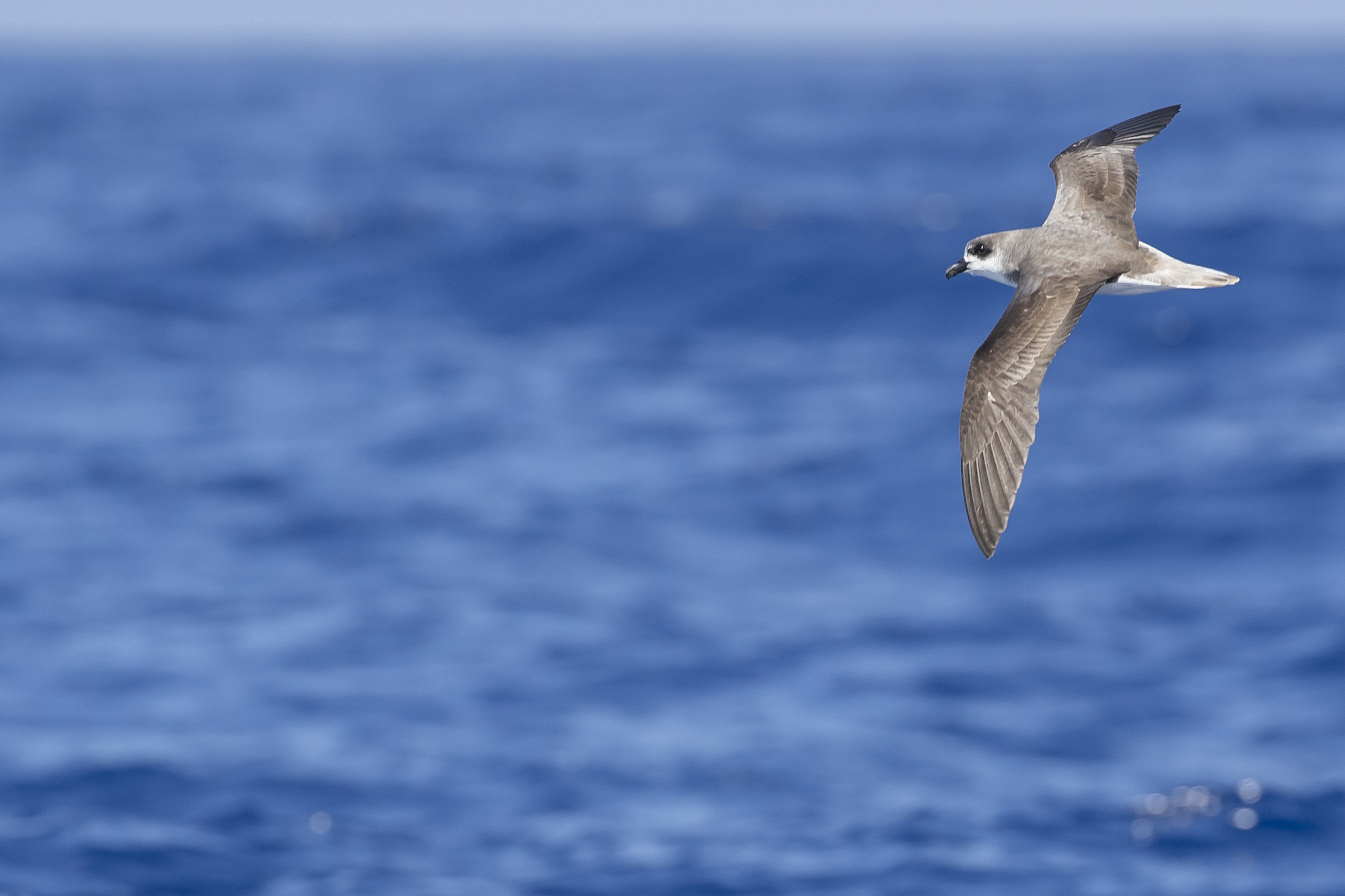 Fea's petrel