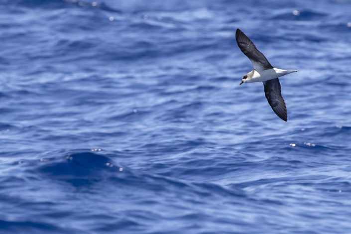 Fea's petrel