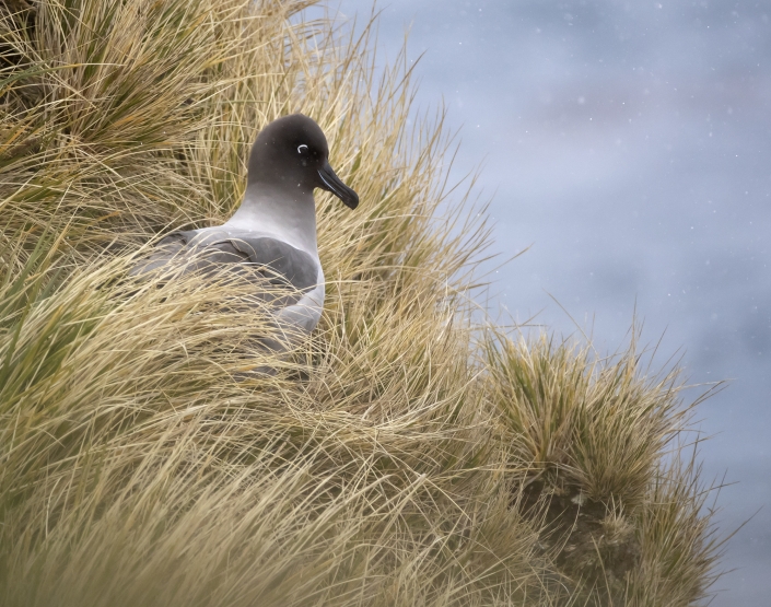 Ljusryggig albatross