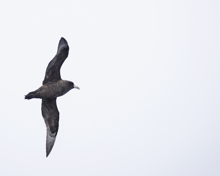 Vithakad petrel