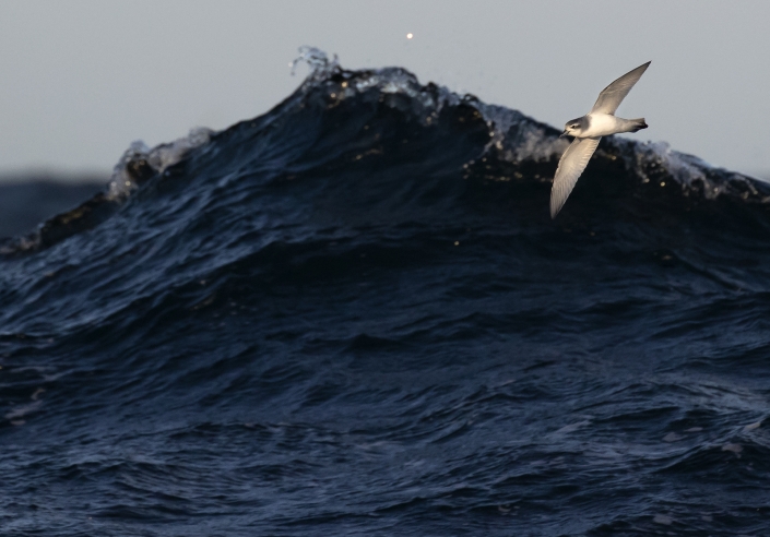 Antarctic Prion