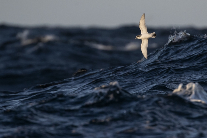 Antarctic Prion