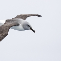 Gråhuvad albatross