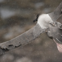 Ljusryggig albatross