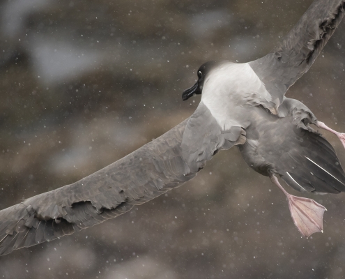 Ljusryggig albatross